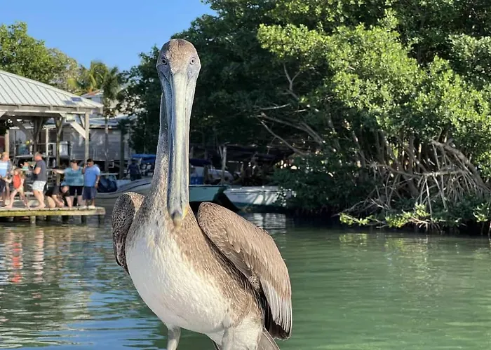 White Sands Cove Lodge San Pedro (Ambergris Caye)