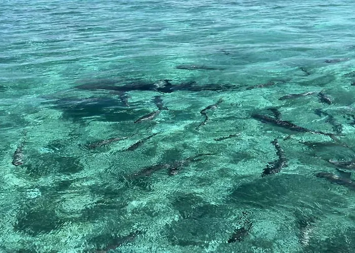 White Sands Cove * San Pedro (Ambergris Caye)